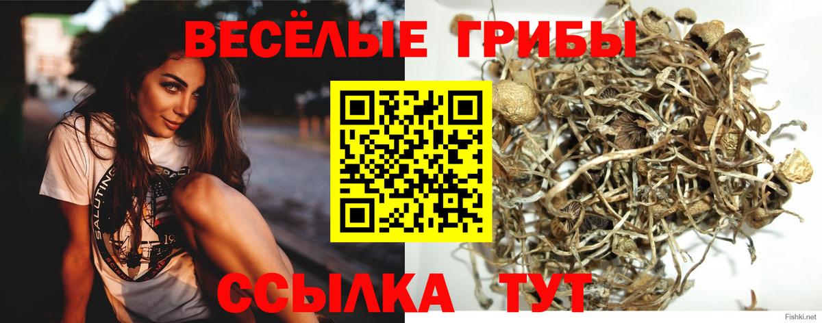 Псилоцибиновые грибы Cubensis Арзамас